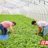 组图 | 乡间的味道 沿溪的芬芳