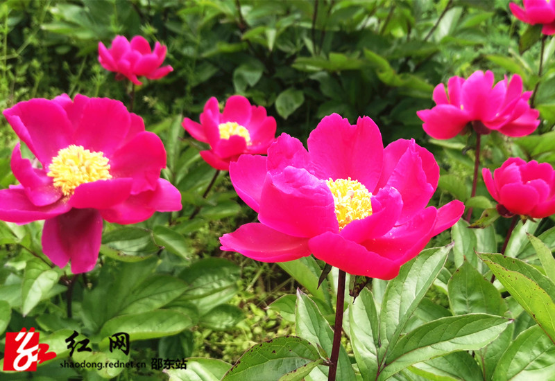 IMG_20200414_110617_1_副本.jpg