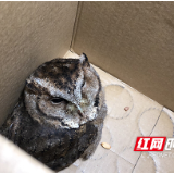 爱的接力！猫头鹰“落单” 众人齐救助