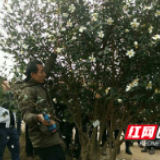 村支部书记“代言”又“带货” 望城这个乡镇大力发展产业谋脱贫