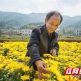 “唤醒”沉睡土地 产业扶贫奏响田园牧歌