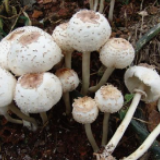 夏季毒蘑菇生长旺盛 长沙疾控提醒：小心组团肆虐