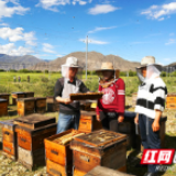 湖南好人 | 3860公里外，他为藏族同胞写下“甜蜜致富经”