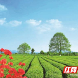 突出“共同富裕” 打造乡村振兴标杆区