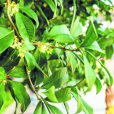 星城大街小巷各色桂花盛放，这些地方等你来