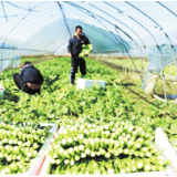 蔬果小镇炒出畅销外婆菜 浏阳沿溪利用万亩蔬菜基地做活“蔬菜+”文章