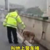 视频 | 牧羊犬误上高架桥 打了个警车“专车”