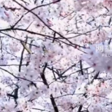 视频 | 长沙最美樱花季来了！你好，春天！
