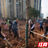 春风吹新绿 植树美家园 芙蓉区开展义务植树活动