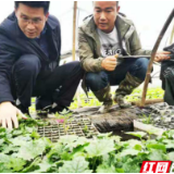 春雨绵绵农业生产怎么办，科技专家组团来指导