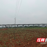 裸露黄土复绿 三万平米荒地变艾草园