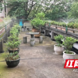 “花式”节水的长沙范 | 打CALL！实验室废水竟浇灌出“小绿岛”