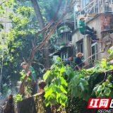 锯危树 除隐患 多方联动为民办实事