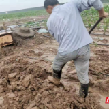 “御洪”在豫 隆平高科技园企业拉起田间“生命线”
