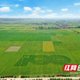 宁乡回龙铺：良田万亩稻荷香，勾勒乡村好“丰”景