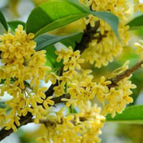 桂花“爽约”！真相呢？静候天气“指令”