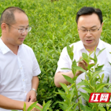 院士专家掀起“头脑风暴” 科技助力“长沙绿茶”产业发展