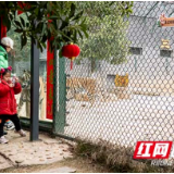 滚灯车、舞火龙、猜灯谜……长沙县虎园花式闹元宵不亦乐“虎”