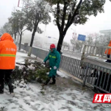 风雪无情 园林部门有爱