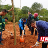 一起去种树，为生态园林城市充“植”