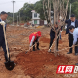 种下樱花树 扎牢“廉洁根”
