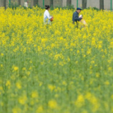 油菜花自带流量引客来 长沙生态农业带热了乡村游