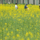 长沙春日暖，油菜花盛开