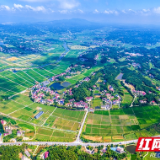 以“隆平”之名 三任书记接力干 一张蓝图绘“稻”底