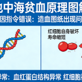 地中海贫血，不止贫血那么简单！如何早发现早处理？