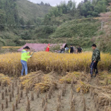 新晃：阴雨连绵金秋月干群同心抢收忙