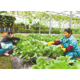 全域旅游美村富民——湖南省怀化市鹤城区推进旅游与农业、科技、体育融合