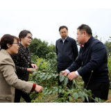 中林集团到通道调研脱贫攻坚工作
