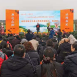 潮起麻阳  以“橙”相见 麻阳举办2020年冰糖橙采摘节暨消费扶贫产销对接会