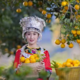 与爱同行 央视11大频道将重磅再推麻阳冰糖橙精准扶贫广告