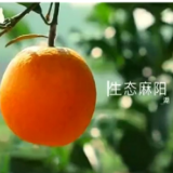 真甜！央视11个频道集中推介麻阳冰糖橙