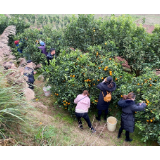 芷江卫健局助农采橘促销忙