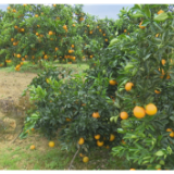 橙意满怀·化柑甜 | 辰溪：“四支队伍”拧成绳 精准发力助橘农