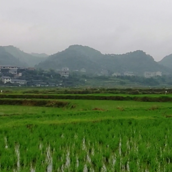 小满时节农事忙 暖风烟雨秧苗长