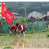 辰溪：倾力解决农户夏种用电难题