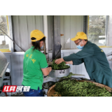 劳模精神耀五溪|曹书安：“绿叶子”变“金叶子” 茶香溢满致富路