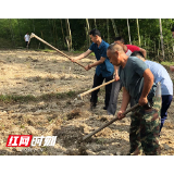 洪江区开足马力复垦复耕抛荒地