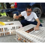 致富鸡苗暖人心