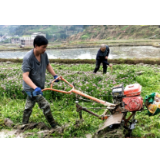 加强耕地保护利用 大力发展粮食生产│辰溪多渠道抓实粮食生产