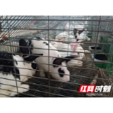 沅陵县榨坪村：养兔“蹦”上致富路
