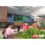 通道陇城镇：辣椒熟了 日子火了