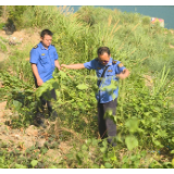 洪江区对沅江大湾塘段非法占地作物依法清除