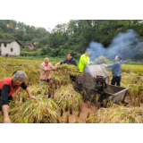 怀化溆浦：农户秋收当紧 干部下田帮忙