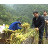 抓紧收粮！芷江党员干部助农抢收水稻确保颗粒归仓