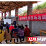 沅陵：油茶低改 科技发力