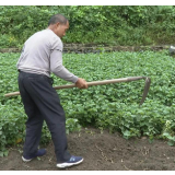 走向我们的小康生活 | 中方康龙村：“后花园”里找寻村民致富路